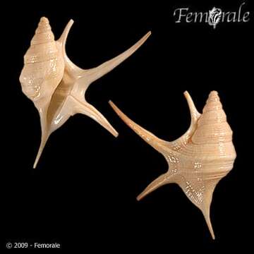 Image of pelican's foot shells