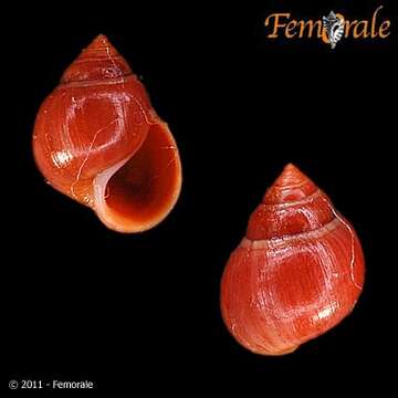 Plancia ëd Assimineidae H. Adams & A. Adams 1856