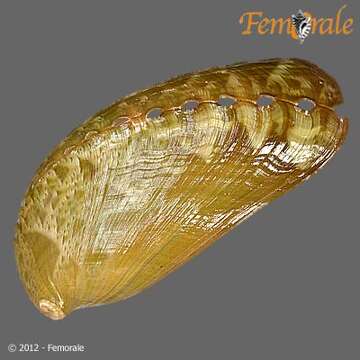 Image of Haliotoidea Rafinesque 1815