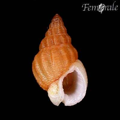 صورة Nassarius limacinus (Dall 1917)