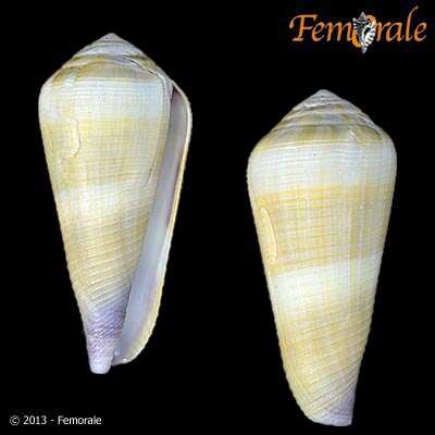 Image of cone snails