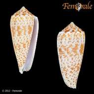 صورة Conus Linnaeus 1758