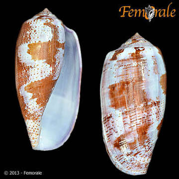 Image of cone snails