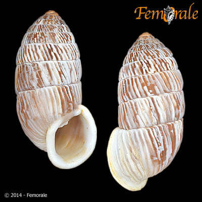 Image of Cerionidae