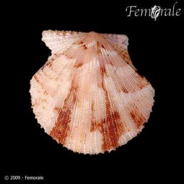 Image of Cryptopecten Dall, Bartsch & Rehder 1938