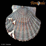 صورة Leptopecten Verrill 1897