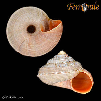 Image of Pomatiidae