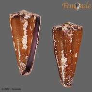 Image of Stephanoconus