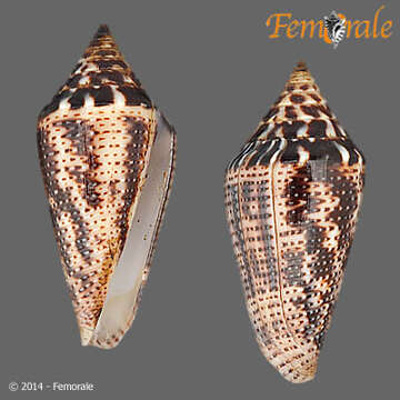 Image of Conasprella Thiele 1929