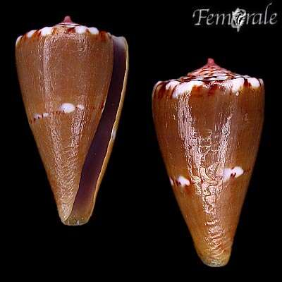 Imagem de Conus pseudocardinalis Coltro 2004