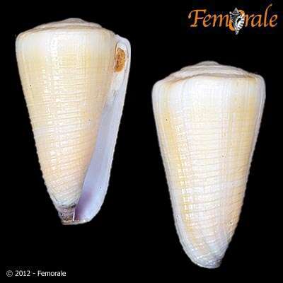 Image of cone snails