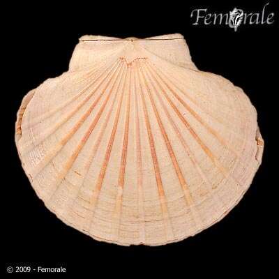 Image of Pecten O. F. Müller 1776