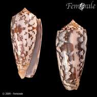 Image of cone snails