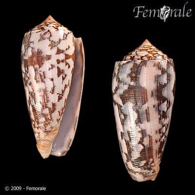 Image of cone snails