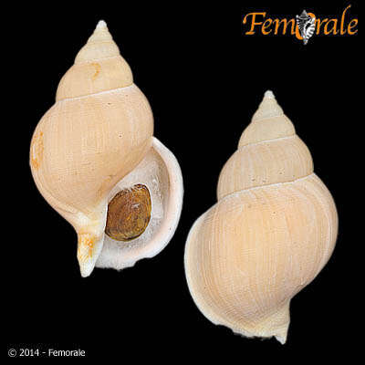 Image of Buccinum Linnaeus 1758