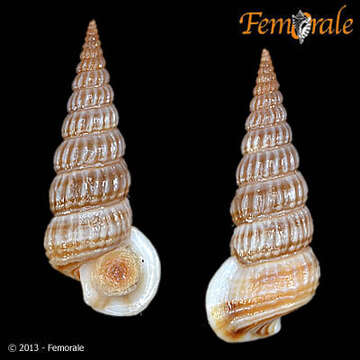 Image of Potamididae