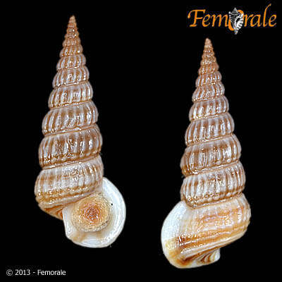 Image de Potamididae