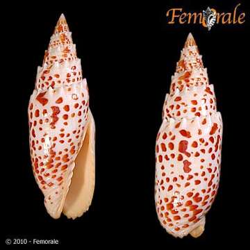 Imagem de Mitra Lamarck 1798