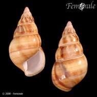 Image of Orthalicidae