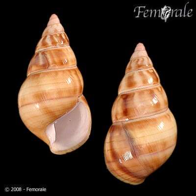 Image of Orthalicidae