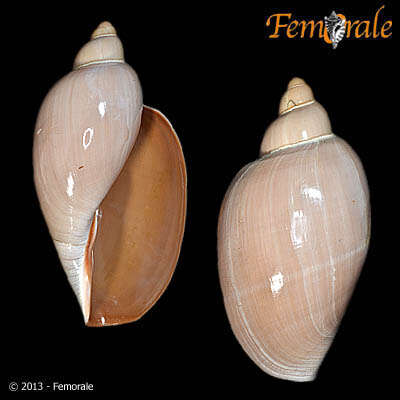 Image of margin snails