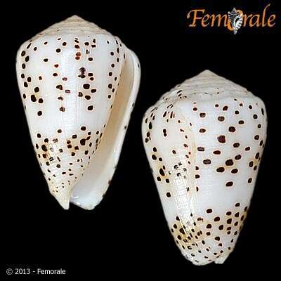 Image of cone snails