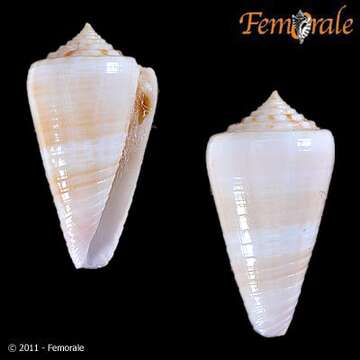 Image of Conus sandwichensis Walls 1978