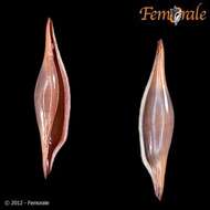 Image of Spindle Cowries