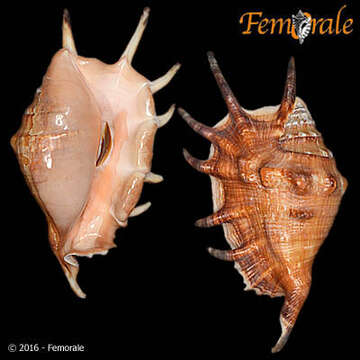 Image of spider conch