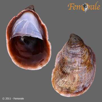 Crepidula excavata (Broderip 1834) resmi