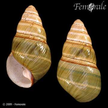 Image of Achatinella