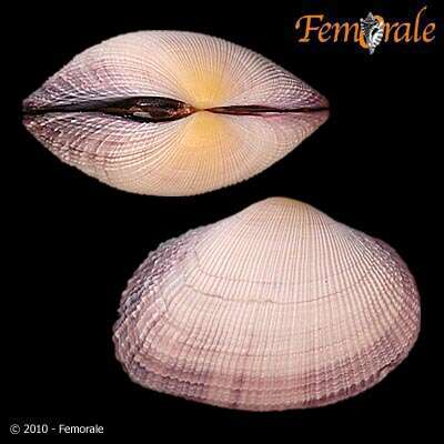 Imagem de Psammobiidae J. Fleming 1828