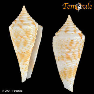 Image of Conasprella Thiele 1929