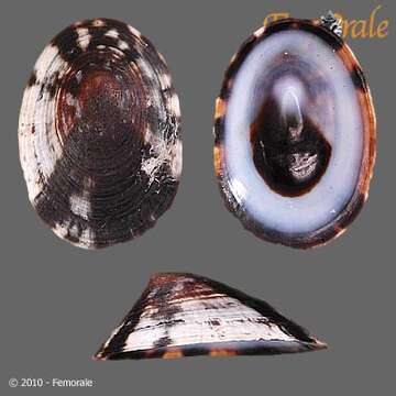 Image of unclassified Gastropoda