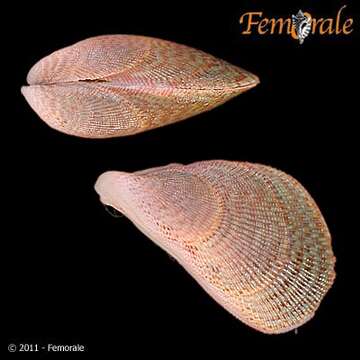 Image of Mytilida Férussac 1822