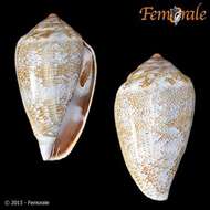 Image of cone snails