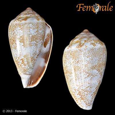 Image of cone snails