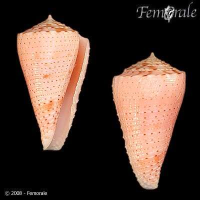 Image of Conasprella Thiele 1929