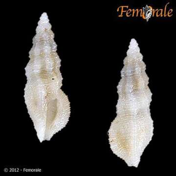 Pseudorhaphitoma O. Boettger 1895的圖片