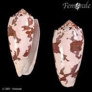 Image of cone snails