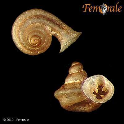 Image of whorl snails