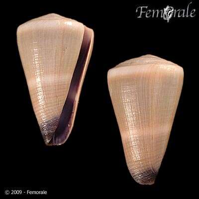 Image of cone snails