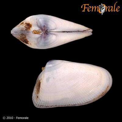 Donacidae J. Fleming 1828 resmi