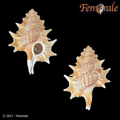 Image of triton shells