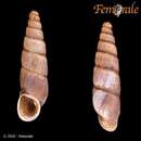 Temesa clausilioides (Reeve 1849)的圖片