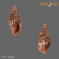 Image of Turbinelloidea Rafinesque 1815