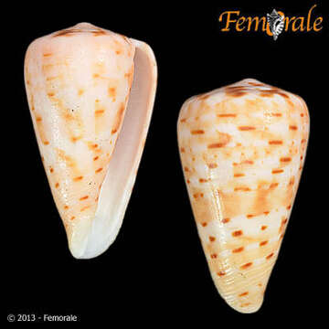 Image of cone snails