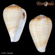 Image de Conus fuscolineatus G. B. Sowerby Iii 1905