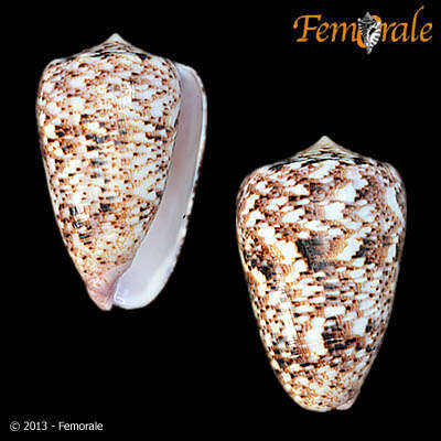 Image of cone snails