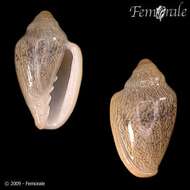 Image de Marginella Lamarck 1799